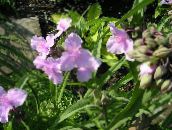 Градински цветове Вирджиния Spiderwort, Сълзи Дамски, Tradescantia virginiana розов