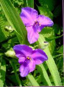 Λουλούδια κήπου Virginia Spiderwort, Δάκρυα Γυναικεία, Tradescantia virginiana πασχαλιά