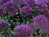 Ogrodowe Kwiaty Trahelium, Trachelium purpurowy