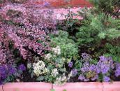 Λουλούδια κήπου Throatwort, Trachelium πασχαλιά