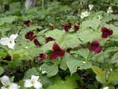 I fiori da giardino Trillium, Wakerobin, Fiore Tri, Birthroot vinoso