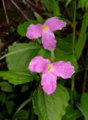 I fiori da giardino Trillium, Wakerobin, Fiore Tri, Birthroot rosa