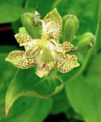 Garden Flowers Toad Lily, Tricyrtis yellow