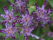Садовые цветы Трициртис, Tricyrtis фиолетовый