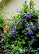 Tuin Bloemen Zwart Oog Susan, Thunbergia alata blauw
