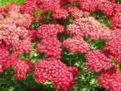 Flores do Jardim Yarrow, Milfoil, Madeira Sólida, Sanguinário, Woundwort Thousandleaf, Soldado, Achillea vermelho