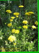 Bahçe çiçekleri Civanperçemi, Staunchweed, Zalim, Thousandleaf, Askerin Woundwort, Achillea sarı