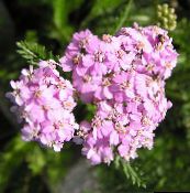 I fiori da giardino Achillea, Staunchweed, Sanguinario, Woundwort Thousandleaf, Del Soldato rosa