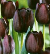 Садовые цветы Тюльпан, Tulipa бордовый