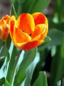 Zahradní květiny Tulipán, Tulipa oranžový