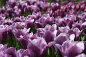 Садовые цветы Тюльпан, Tulipa фиолетовый