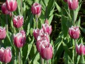 Garden Flowers Tulip, Tulipa pink