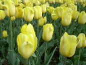 Hage Blomster Tulipan gul