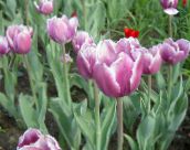 Tuin Bloemen Tulp, Tulipa lila