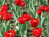 Garden Flowers Tulip, Tulipa red