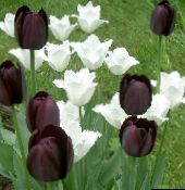 Садовые цветы Тюльпан, Tulipa черный
