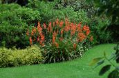 Záhradné kvety Watsonia, Poľnice Ľalie červená