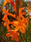 Tuin Bloemen Watsonia, Bugel Lelie oranje