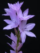 Watsonia, Lírio Bugle (lilás)