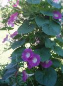 Gloria Dimineață, Floare Albastra Zori (roz)