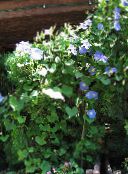 Ogrodowe Kwiaty Farbitis (Morning Glory), Ipomoea jasnoniebieski