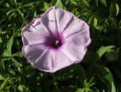Gloria Dimineață, Floare Albastra Zori (liliac)