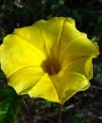Gloria Dimineață, Floare Albastra Zori (galben)