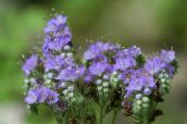 Záhradné kvety Kalifornský Bluebell, Lacy Phacelia, Modré Lokienky, Húsenica, Fiddleneck, Pavúk Kvet, Divoký Heliotrop modrá