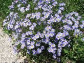 Hage Blomster Blå Tusenfryd, Blå Marguerite, Felicia amelloides lyse blå