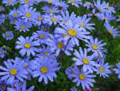 Zahradní květiny Modrá Sedmikráska, Modrá Kopretina, Felicia amelloides světle modrá