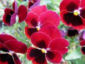 Garden Flowers Viola, Pansy, Viola  wittrockiana red