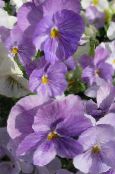 Trädgårdsblommor Viola, Pansy, Viola  wittrockiana lila