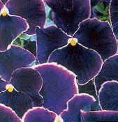 Zahradní květiny Viola, Maceška, Viola  wittrockiana černá