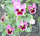 Trädgårdsblommor Viola, Pansy, Viola  wittrockiana rosa