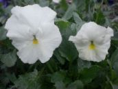 Zahradní květiny Viola, Maceška, Viola  wittrockiana bílá
