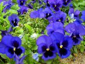 Λουλούδια κήπου Βιόλα, Πανσές, Viola  wittrockiana μπλε