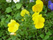 Vrtne Cvjetovi Viola, Maćuhica, Viola  wittrockiana žuta