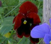 Garden Flowers Viola, Pansy, Viola  wittrockiana burgundy