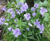 Trädgårdsblommor Behornade Pensé, Behornade Violett, Viola cornuta ljusblå