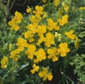 Flores de jardín Cuernos Pensamiento, Cuernos Violeta, Viola cornuta amarillo