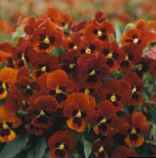 Садовые цветы Фиалка рогатая, Viola cornuta красный