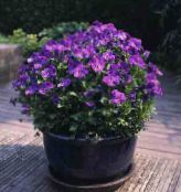 Dārza Ziedi Ragains Atraitnīte, Horned Violets, Viola cornuta purpurs
