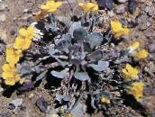 Gartenblumen Rydberg Twinpod, Doppel Bladderpod, Physaria gelb