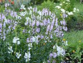 Градински цветове Послушен Растение, Фалшива Dragonhead, Physostegia люляк