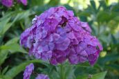 Garden Phlox (lilac)