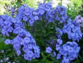 Flores de jardín Phlox Jardín, Phlox paniculata azul claro