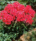 Flores de jardín Phlox Jardín, Phlox paniculata rojo