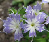 Садовые цветы Флокс Друммонда, Phlox drummondii голубой