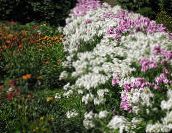 Záhradné kvety Ročné Phlox, Drummonda Plamienku, Phlox drummondii biely