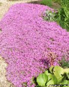 Λουλούδια κήπου Υφέρπουσα Phlox, Βρύα Phlox, Phlox subulata ροζ